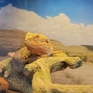 Fundraising Page: Rene Lebron